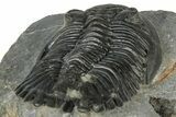 Hollardops Trilobite Fossil - Ofaten, Morocco #300553-5